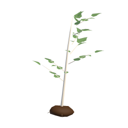 Birch Sapling