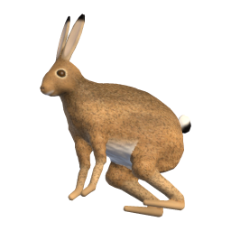 Buck