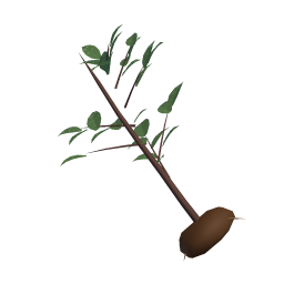 Plum Sapling