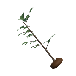 Pear Sapling