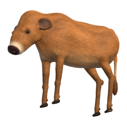 Calf