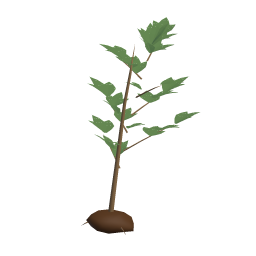 Maple Sapling