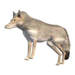 Old She-wolf
