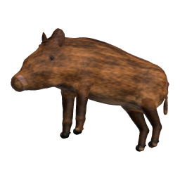 Juvenile Sow