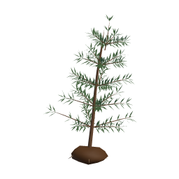 Fir Sapling