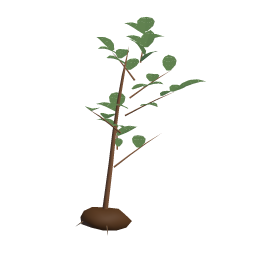 Apple Sapling