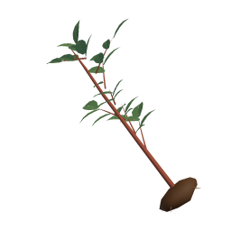 Cherry Sapling