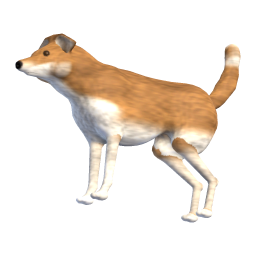 Young Dog