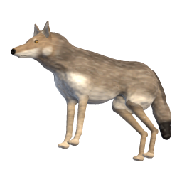 Young She-wolf