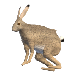 Old Doe