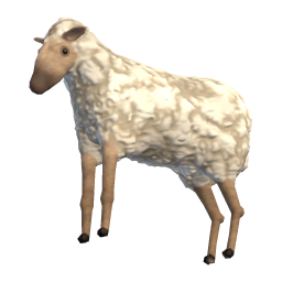 Young Ewe