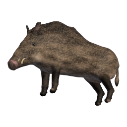 Boar