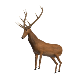 Stag
