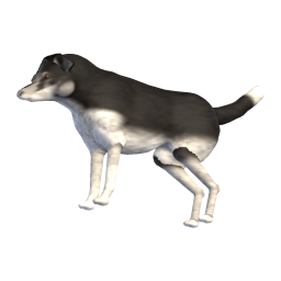 Old Dog