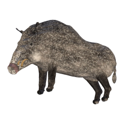 Old Boar