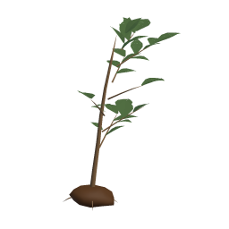 Oak Sapling