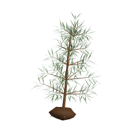 Pine Sapling